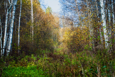 Similar image 21649352