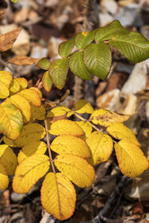 Similar image 21650119