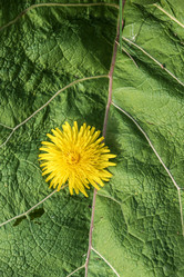 Similar image 21650122