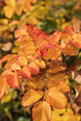 Similar image 21650123