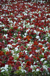 Similar image 21654282