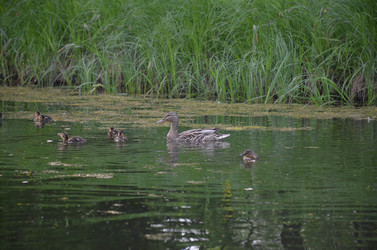 Similar image 21653545