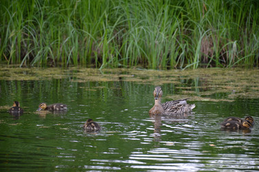 Similar image 21653546