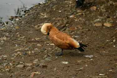 Similar image 21651683