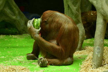 Similar image 21652134