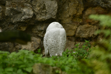 Similar image 21651711