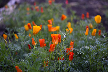 Similar image 21650305