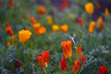 Similar image 21650306