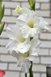 Similar image 21652195