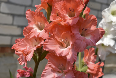 Similar image 21652196