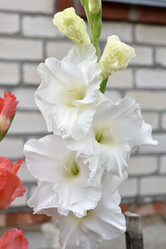 Similar image 21652199