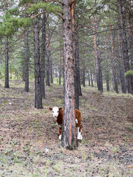 Similar image 21654411