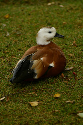 Similar image 21652361