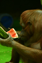 Similar image 21652390