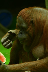 Similar image 21652392