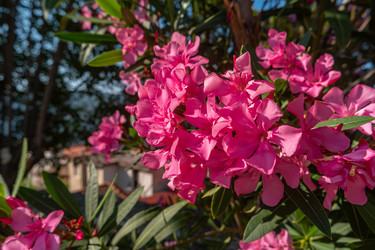 Similar image 21652290