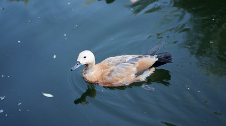 Similar image 21657532