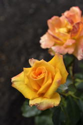 Similar image 21652295