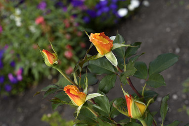 Similar image 21652296