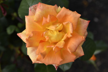 Similar image 21652298