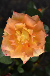 Similar image 21652300