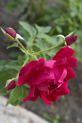 Similar image 21652302