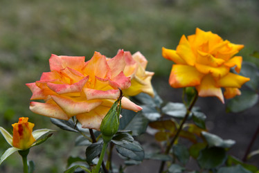 Similar image 21652303