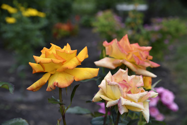 Similar image 21652304