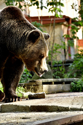 Similar image 21652724