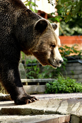 Similar image 21652854