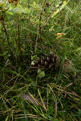 Similar image 21652870