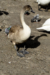 Similar image 21652881