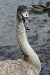 Similar image 21652882