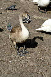 Similar image 21652884