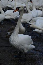 Similar image 21652443