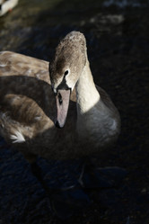 Similar image 21652449