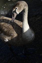 Similar image 21652450