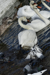 Similar image 21652452