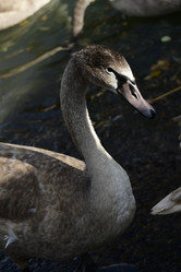 Similar image 21652456