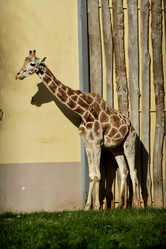 Similar image 21652457