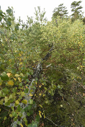 Similar image 21652466