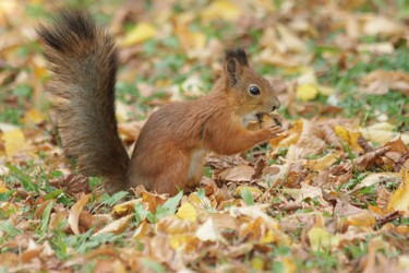 Similar image 21656959