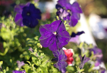 Similar image 21654919