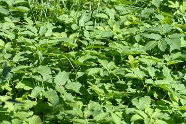 Similar image 21654217