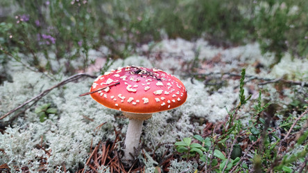 Similar image 21653775