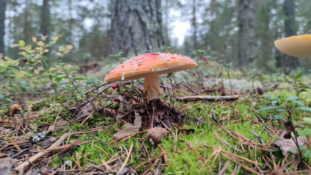 Similar image 21655991