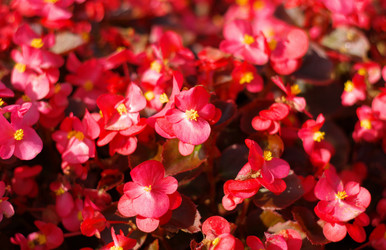 Similar image 21656147