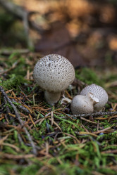 Similar image 21655846