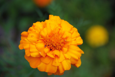 Similar image 21657186