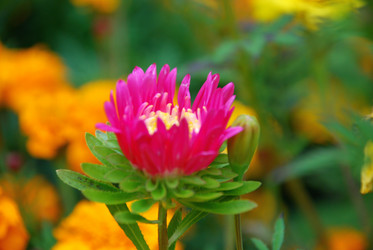 Similar image 21657207